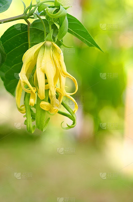 矮依兰树的花素材-花瓣网