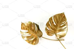 金色的热带怪物的叶子植物图案孤立的框架在一个白色的背景。前视图。副本的空间。花卉card.abstr