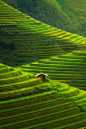 Terraced Rice Field In Mu Cang Chai, Vietnam Wall Mural, Premium Canvas Wall Murals for Residential and Commercial Use, from Limitless Walls. Standard self adhesive peel and stick fabric wall art, custom sizing is available. Variety of easy install fabric