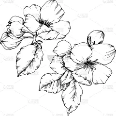 苹果花,植物学,铅笔,壁纸,植物群,春天,植物,花,剪影