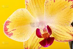 兰花花黄色绽放