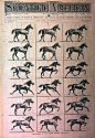 Horse1