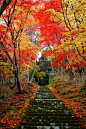 秋天,叶子,垂直画幅,红色,台阶楼梯,枫叶,鸡爪枫,无人,大分县,摄影