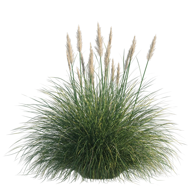 Vray6里Cosmos浏览器自带的模型库Pampas_Grass_002_01-花瓣网