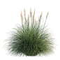 Vray6里Cosmos浏览器自带的模型库Pampas_Grass_002_01