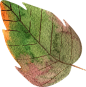 水彩秋季树叶PNG免抠图素材