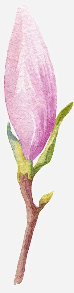 文艺清新花草海报设计装饰玉兰花_新图网 https://ixintu.com 花草装饰 花草包装礼盒 花草插画 植物插画 海报设计 文艺花草PPT制作 小清新花草装饰