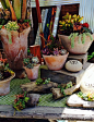 多肉Succulent小品 - 盆景藝術