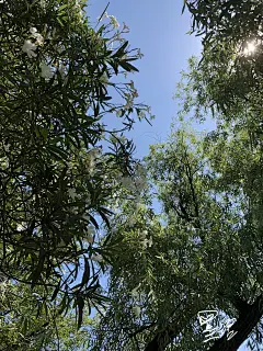 白花绿树，自然甚美，晴空之下，相映成趣。