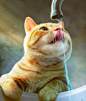 Beautiful cat drinking water from the house tap... (Click ... / ~ Cat…