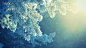 #cold, #frost, #sunlight, #trees, #snow | Wallpaper No. 77154 - wallhaven.cc