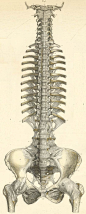 The ligaments of the vertebra, the proximal ends of the ribs and of the pelvis from their ventral (anterior or volar) surface.: