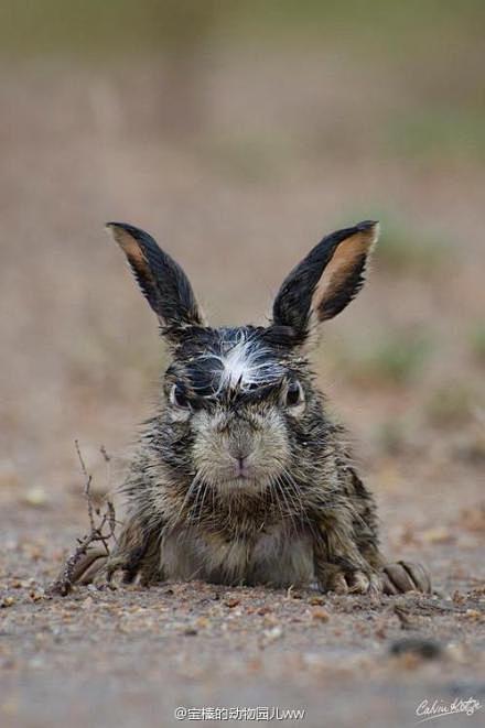 ・`ｪ´・ 生气的兔子！一只被大雨淋湿后...