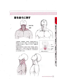 骨骼肌肉人体结构运动规律 (31).jpg