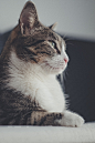 close-up photo of brown tabby cat