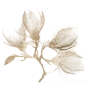 Magnolia x射线设计透明png由原始艺术品混合而成