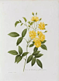 yellow-lady-banks-rose.jpg