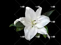 百合 白色的 美丽的花朵 花 自然 春天 花壁纸 花的 花园