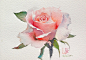 水彩玫瑰 | 绘画：Sattha Homsawat·泰国