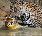 巴西潘塔纳地区（Pantanal region），一只美洲虎和一条凯门鳄狭路相逢。在一番残酷搏斗之后，最终身强力壮的美洲豹制服了对手