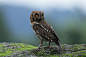 Photograph scops owl by Namgun Lee on 500px