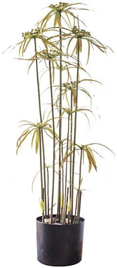张佩伦sister采集到花艺绿植/软装