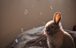 bunnies animals bubbles - Wallpaper (#2895695) / Wallbase.cc #采集大赛#