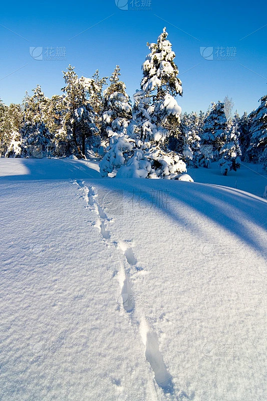动物在雪地上留下的足迹