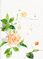 月季 #水彩# #插画# #花卉# #小清新# 