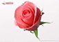 233ea040985d568d059225a59ee9b0a2034e57cbb93f-TIDjP0
