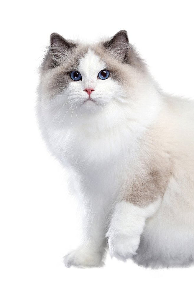 猫猫