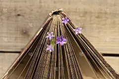 旧书和紫罗兰花