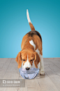 比格犬饮水,Beagle dog drinking water - 图虫创意-全球领先正版素材库-Adobe Stock中国独家合作伙伴