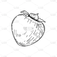 手绘柿子孤立在白色的背景。矢量插图在素描风格