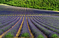 薰衣草原产于地中海地区，因其高雅的芳香与医疗功效而为人所爱用，以法国普罗旺斯的山区品质最佳，7月前后的花期吸引了众多游客前来体验紫色花海。