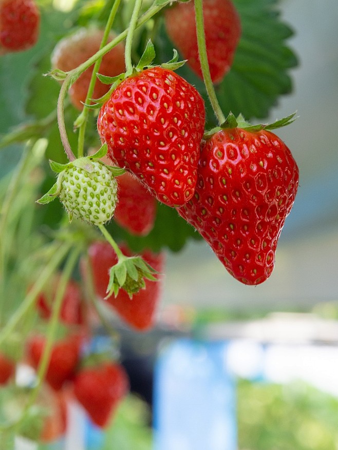 strawberry-3977242_1...