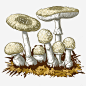 手绘蘑菇食物草菇植物食品高清素材 手绘蘑菇 植物 草菇 食品 食物 免抠png 设计图片 免费下载