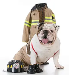 点击来源直接获取大图文件 |打扮得像消防员的狗