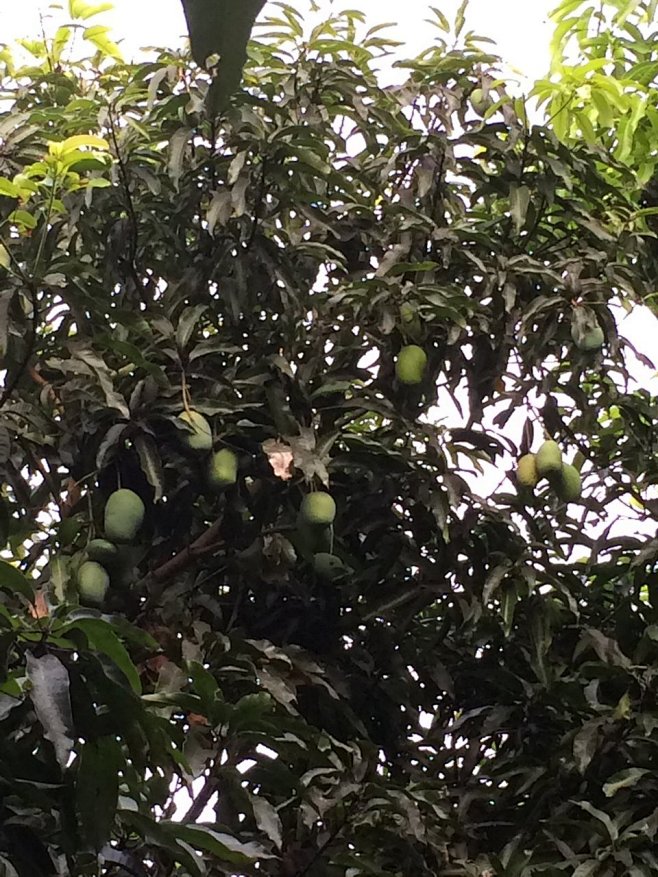 青芒果树果实累累,书香轻风至