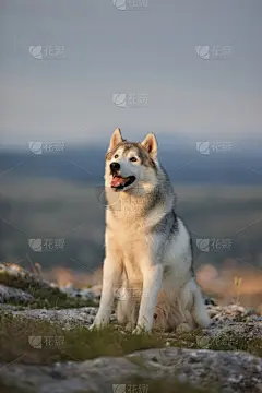 山,狗,自然,背景幕,西伯利亚哈士奇犬,背景,森林,岩石,坐