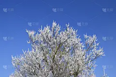 春天开花的树。杏花的传粉。布鲁姆