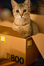 猫猫皆爱纸盒子