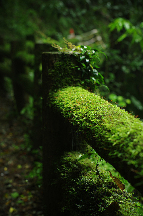 Moss Fence, Japan
