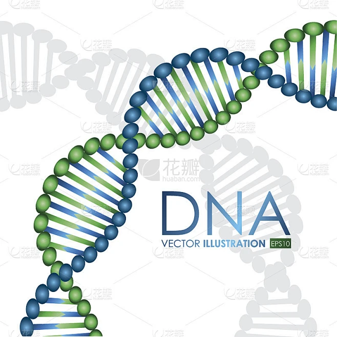 DNA设计，矢量图素材-花瓣网
