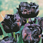 Tulip 'Black Hero'. Stunning - velvety, deep-aubergine, paeony-like flowers as dark & rich as 'Queen of Night' & opening about the same time.