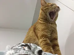 喵｜咬人之利牙·表情包生产者·家具毁灭者·万千空调之主·Nya。 ​​​​