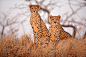 Cheetah Mom and cub