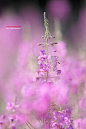 Epilobium angustifolium : [fireweed,분홍바늘꽃]_Dear my friends, supporters, and guys and gals. Here comes my apology. As I am getting too busy with my professions, I am not able to spend as much time in 500px as before. Though I am trying my best, I hardly fi