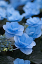  蓝色的八仙花