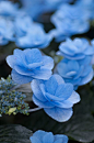 Blue Hydrangea Macrophylla